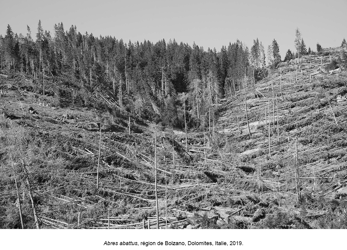 La forêt des violons