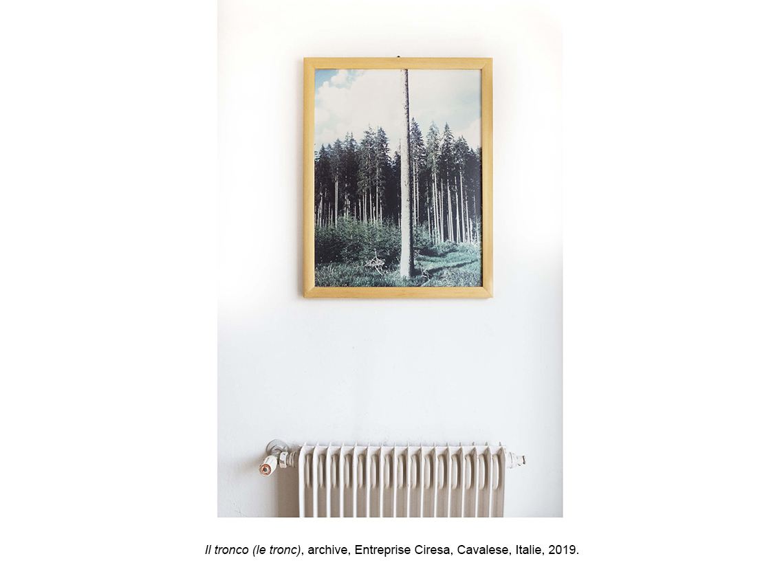 La forêt des violons