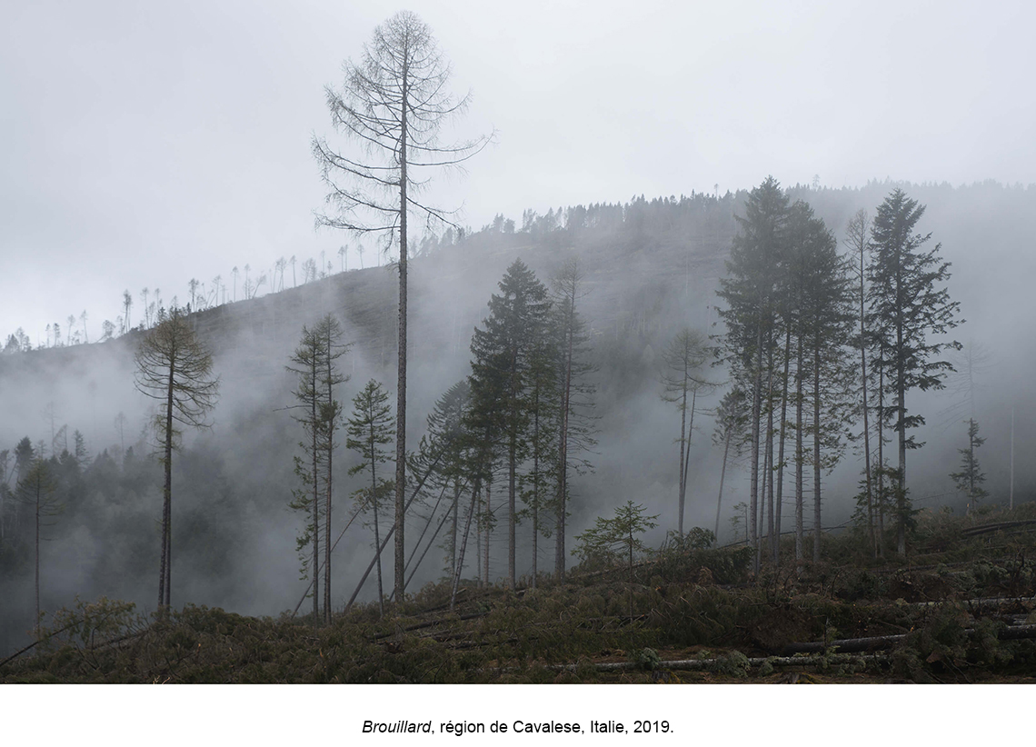 La forêt des violons