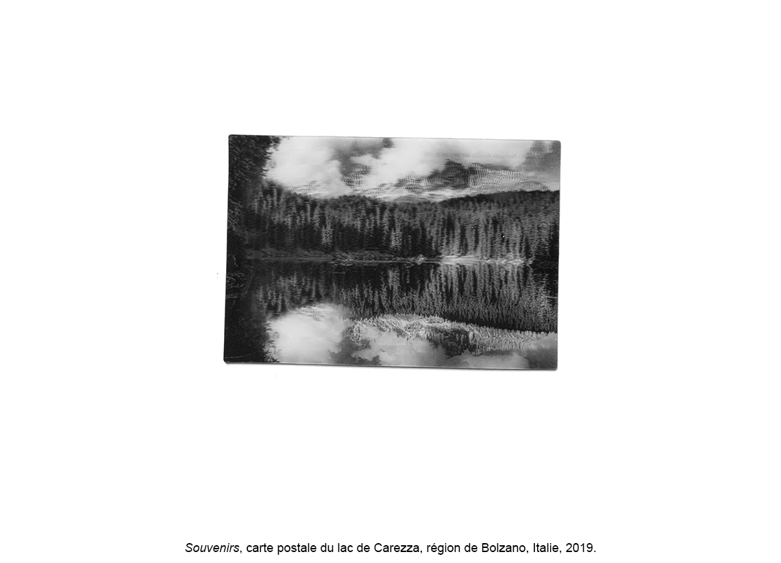 La forêt des violons