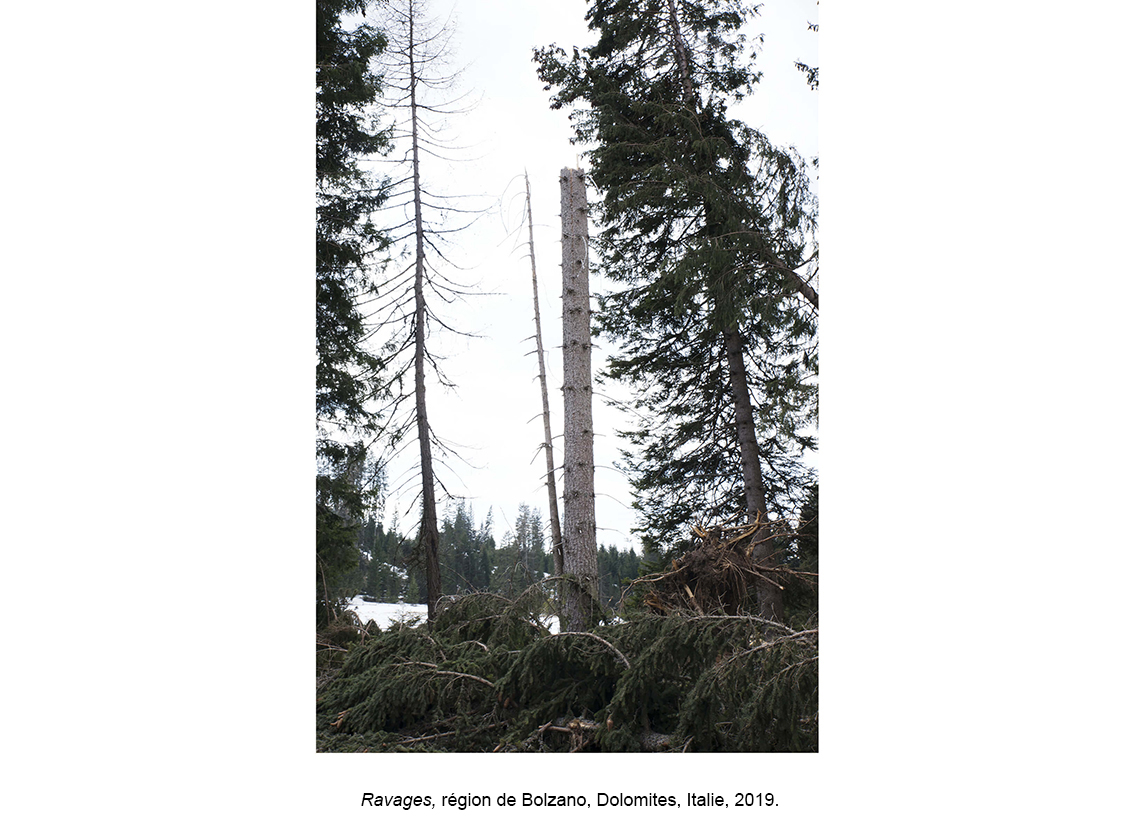 La forêt des violons