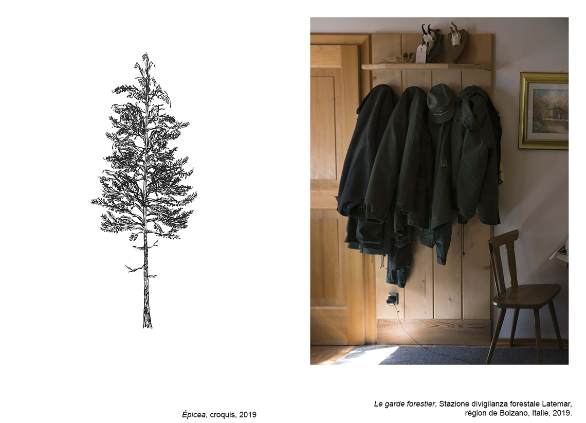 La forêt des violons